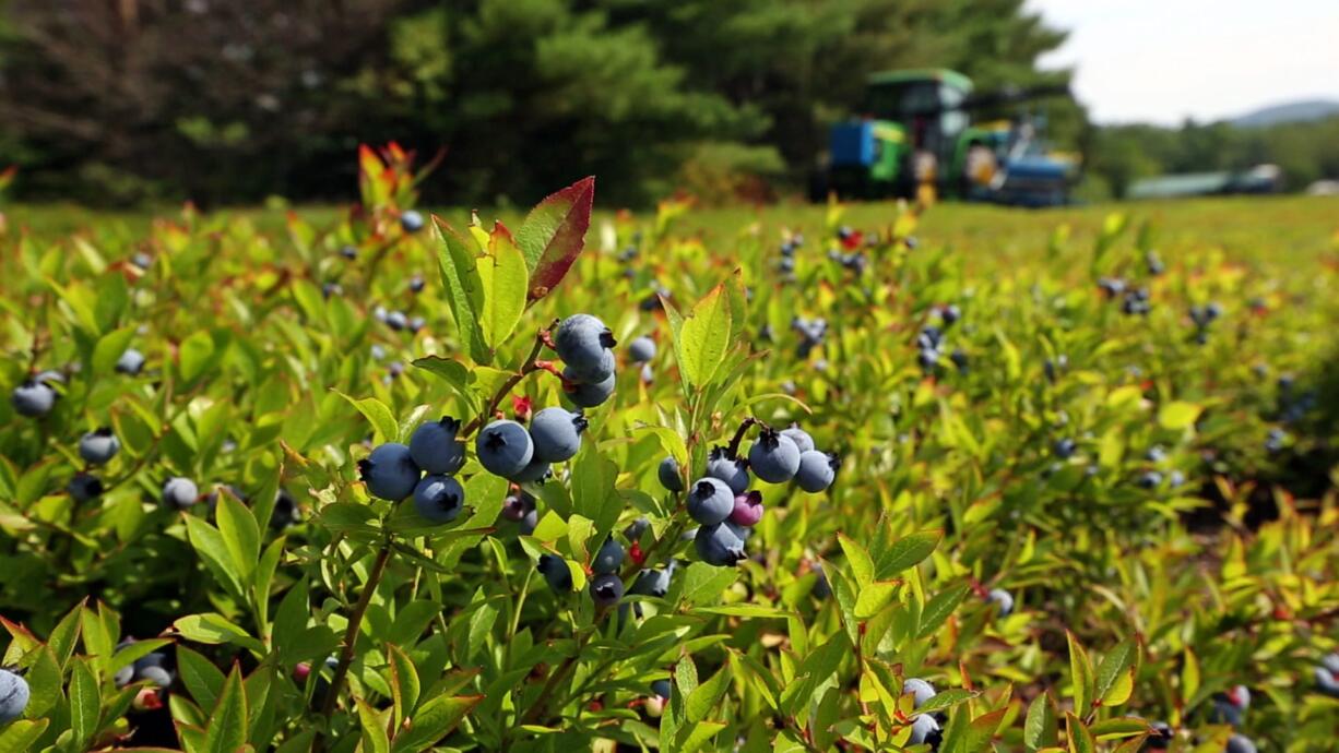 A blueberry harvester makes its way through a field near Appleton, Maine. Mechanization is slowly ending Maine farmers' reliance on migrant labor for the state's beloved blueberry harvest. (AP Photo/Robert F.