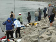 Anglers line up elbow-to-elbow  at Bonneville Dam in pursuit of shad.