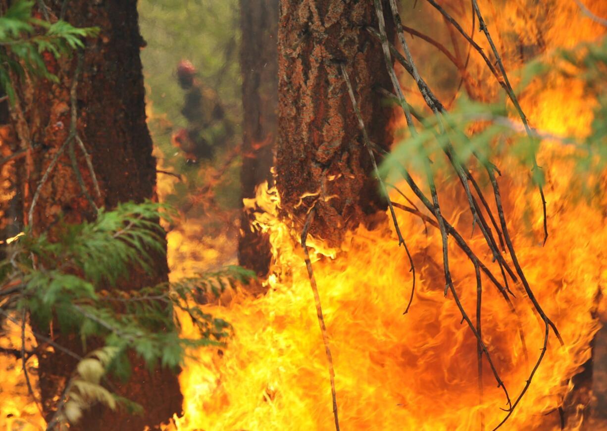 A firefighting crew member, background, stands beyond a firing operation burning the understory fuel along Highway 180 just north of the Hume Lake turnoff in the Sequoia National Forest. California&iacute;s largest wildfire burning near the popular Hume Lake in the Central Sierra Nevada is expected to rage through the holiday weekend, and the forestry officials encourage campers to set up their tents elsewhere.