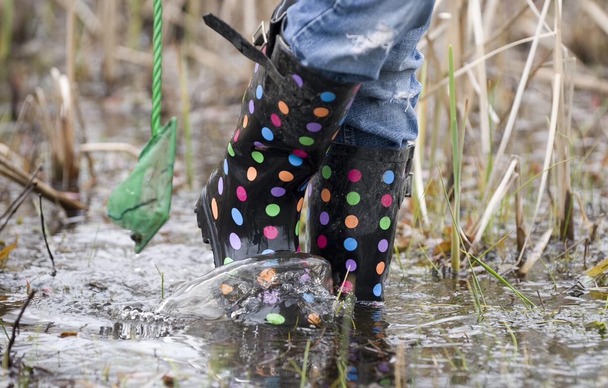 Boots and nets were a must during the 9th Annual Critter Count at the Washington State University Vancouver campus on April 11, 2009.