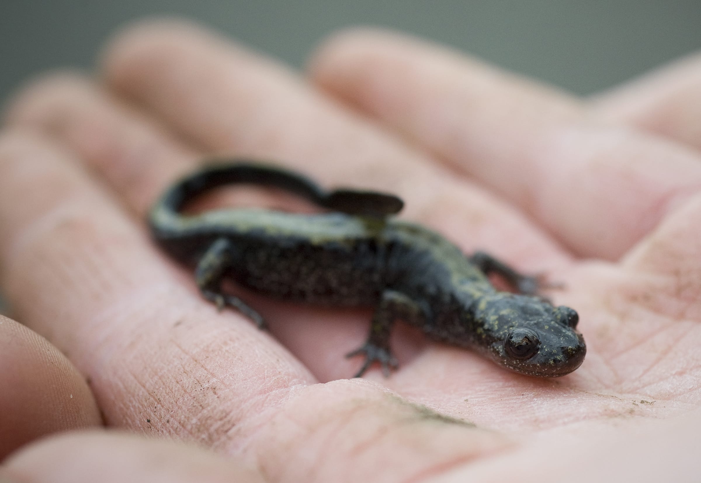 Eve Hanlin, 12, from Vancouver, studies a long-toed salamander that was found at the Washington State University Vancouver campus during the 9th Annual Critter Count on April 11, 2009.