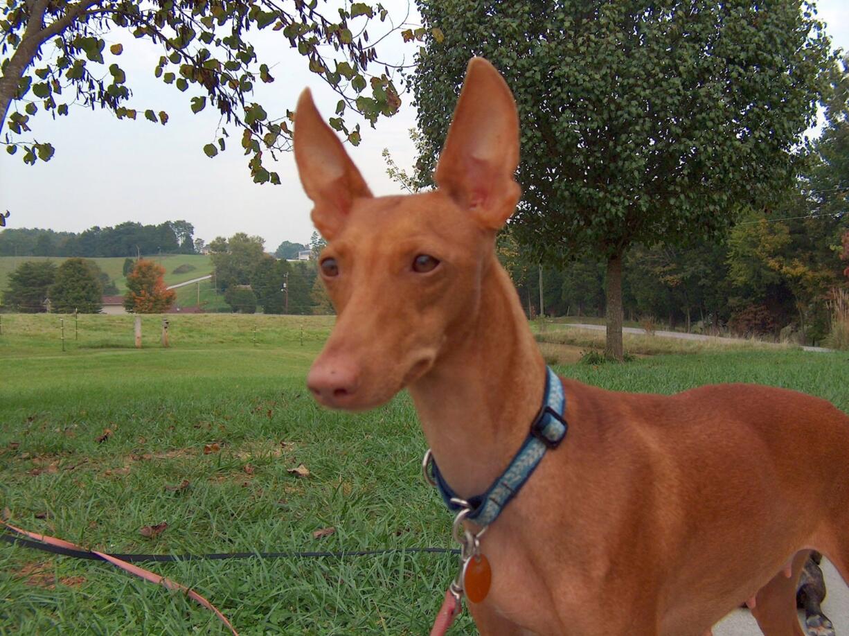 American Kennel Club
On Wednesday, the American Kennel Club announced that the Cirenco dell'Etna will be recognized as a new dog breed in 2015.