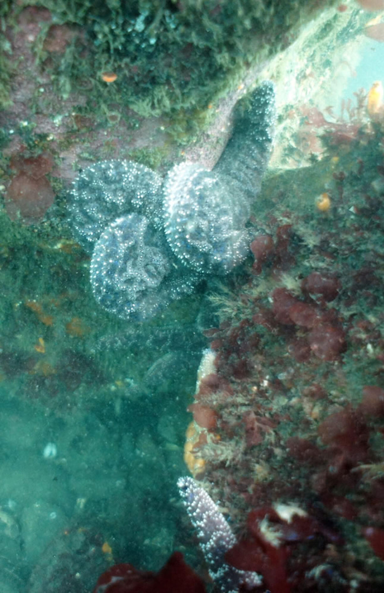 A curled ochre star shows intermediate signs of wasting disease. A disease that has been killing starfish on the West Coast has made its first major appearance in Oregon.