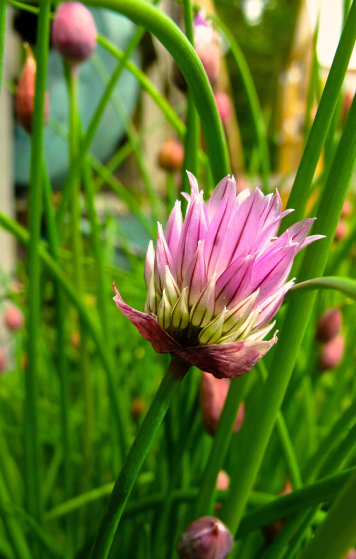 Chive blooms in a residential garden in May 2013. They are lovely to look at but the plant's flavor declines and changes once it begins to flower.