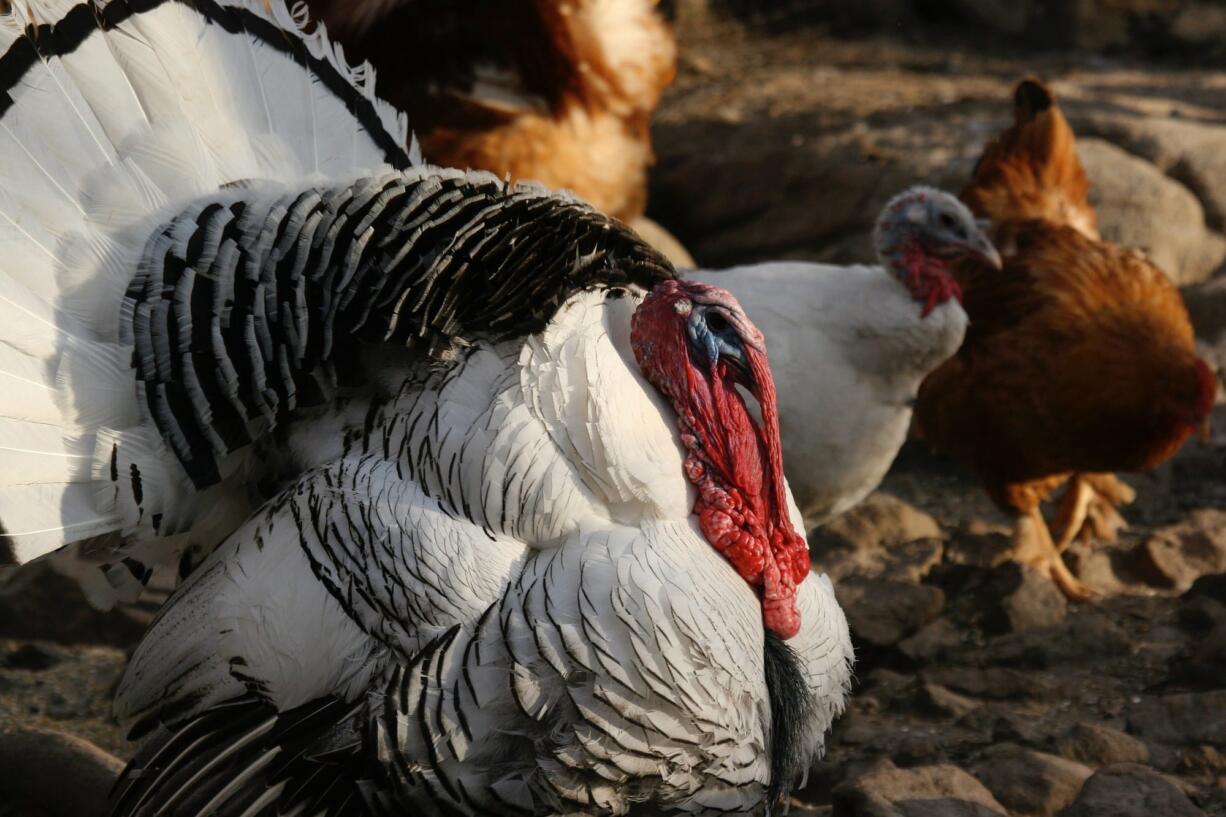 A Royal Palm turkey struts July 7, 2011, on a farm near New Market, Va.