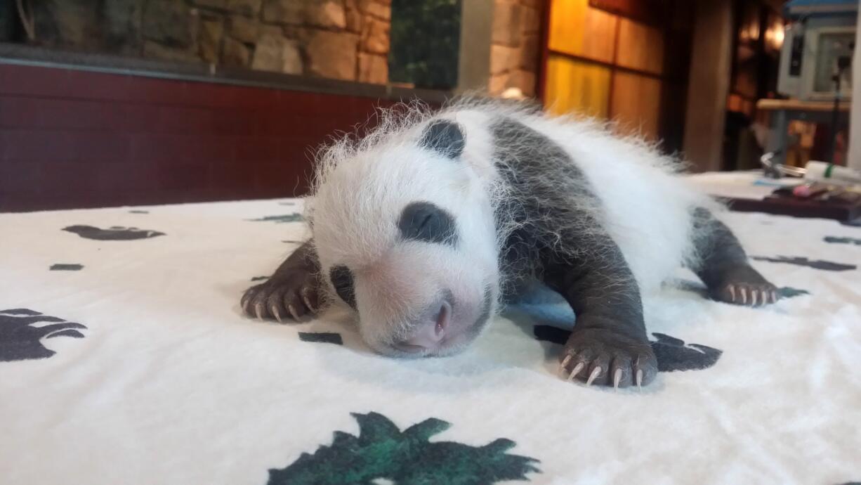 Keepers at the Smithsonian's National Zoo in Washington on Monday weigh the giant panda cub born Aug. 22.