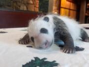 Keepers at the Smithsonian's National Zoo in Washington on Monday weigh the giant panda cub born Aug. 22.