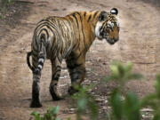 A tiger walks Sunday at the Ranthambore National Park in Sawai Madhopur, India. India's tiger population has gone up 30 percent in just four years. The government lauded the news as astonishing evidence of victory in conservation. But independent scientists say such an increase -- to 2,226 big cats -- in so short a time doesn't make sense. They worry an enthusiastic new government under Prime Minister Narendra Modi is misinterpreting the numbers, trumpeting false claims of a thriving tiger population that could hurt conservation in the long run.