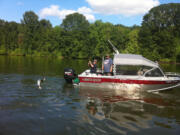 Fred Clarke fights a wild spring chinook jack last week in the Columbia River at Ridgefield.