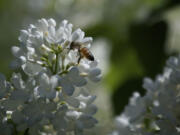 A bee gathers pollen from Crystal lilacs during Lilac Days in Woodland.