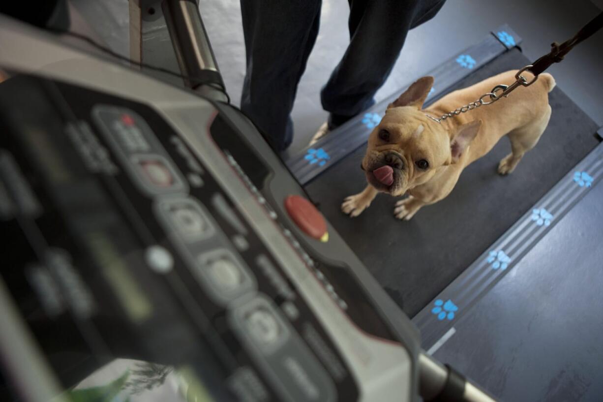 French bulldog Dago, gets a workout on a treadmill April 10 with trainer Israel Martinez, at the Pet Central spa in Mexico City.