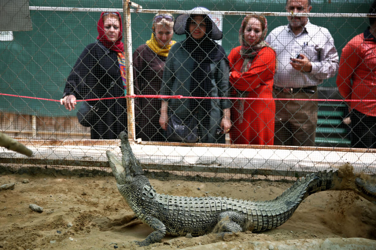 Tourists watch a crocodile at a breeding farm April 22 on the southern Persian Gulf island of Qeshm in Iran.