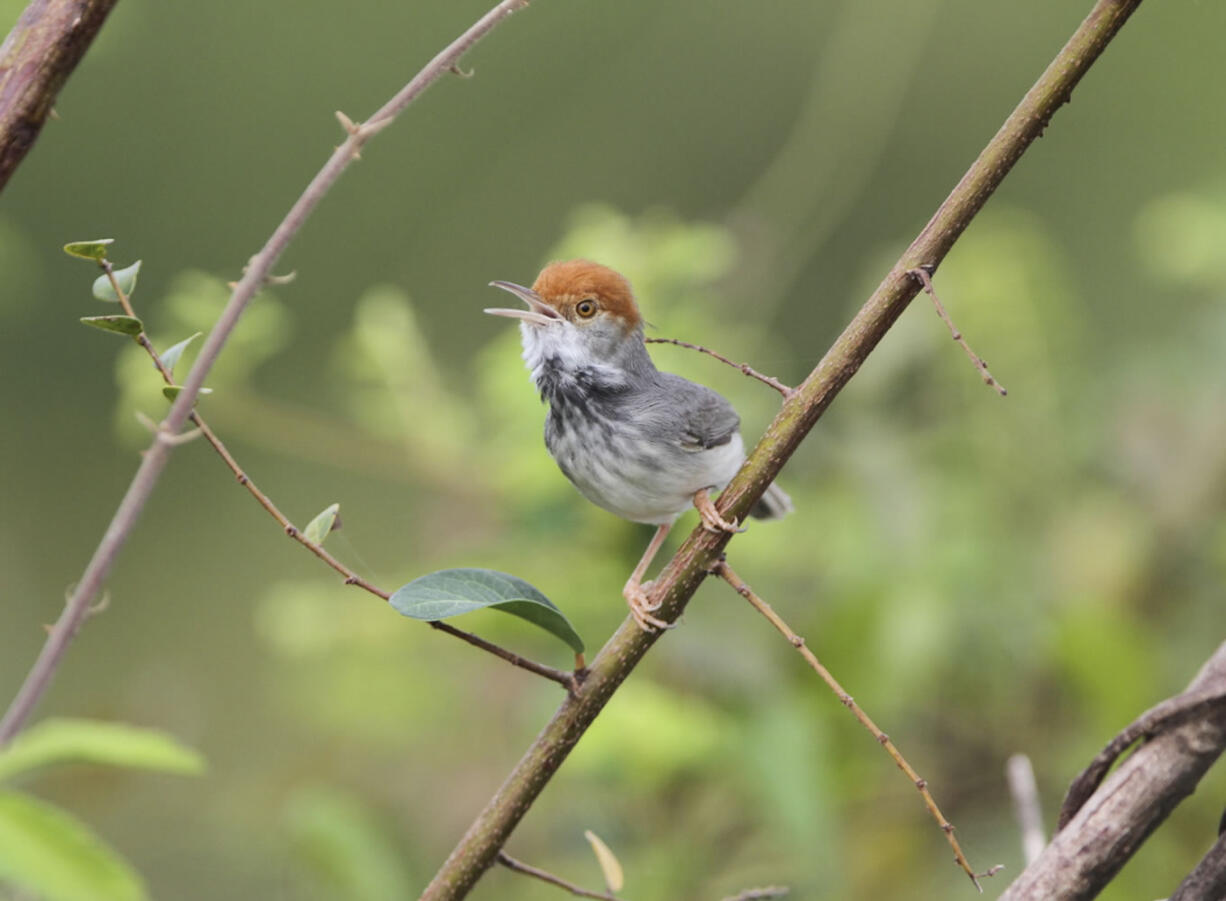 The Cambodian tailorbird -- a small, dark warbler with an orange-red tuft on its head discovered, in Phnom Penh.