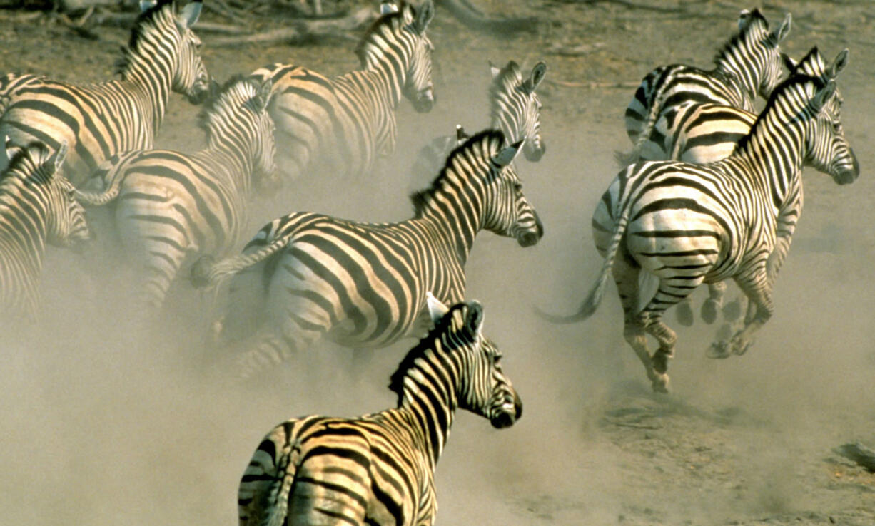 Zebra run on a plain in northern Botswana.