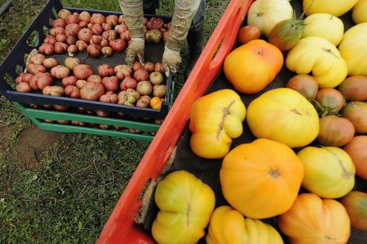 The Columbian files
William Garcia organizes heirloom tomatoes into bins during harvesting at Northwest Organic Farm in 2010 in Ridgefield.