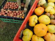 The Columbian files
William Garcia organizes heirloom tomatoes into bins during harvesting at Northwest Organic Farm in 2010 in Ridgefield.