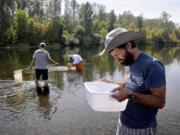 ADVANCE FOR WEEKEND EDITIONS, SEPT. 5-6 - In this photo taken Thursday, Aug. 27, 2015, Nathan Harris, a fourth grade teacher at Adams Elementary School, looks at macroinvertebrates at Tripp Island along the Willamette River near Corvallis, Ore. Harris was one of the teachers participating in an education program coordinated by the Institute of Applied Ecology.