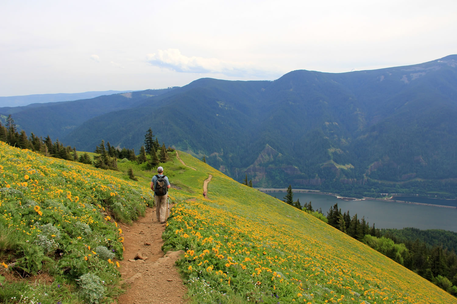 15 EPIC WILDFLOWER Hikes in the Columbia River Gorge