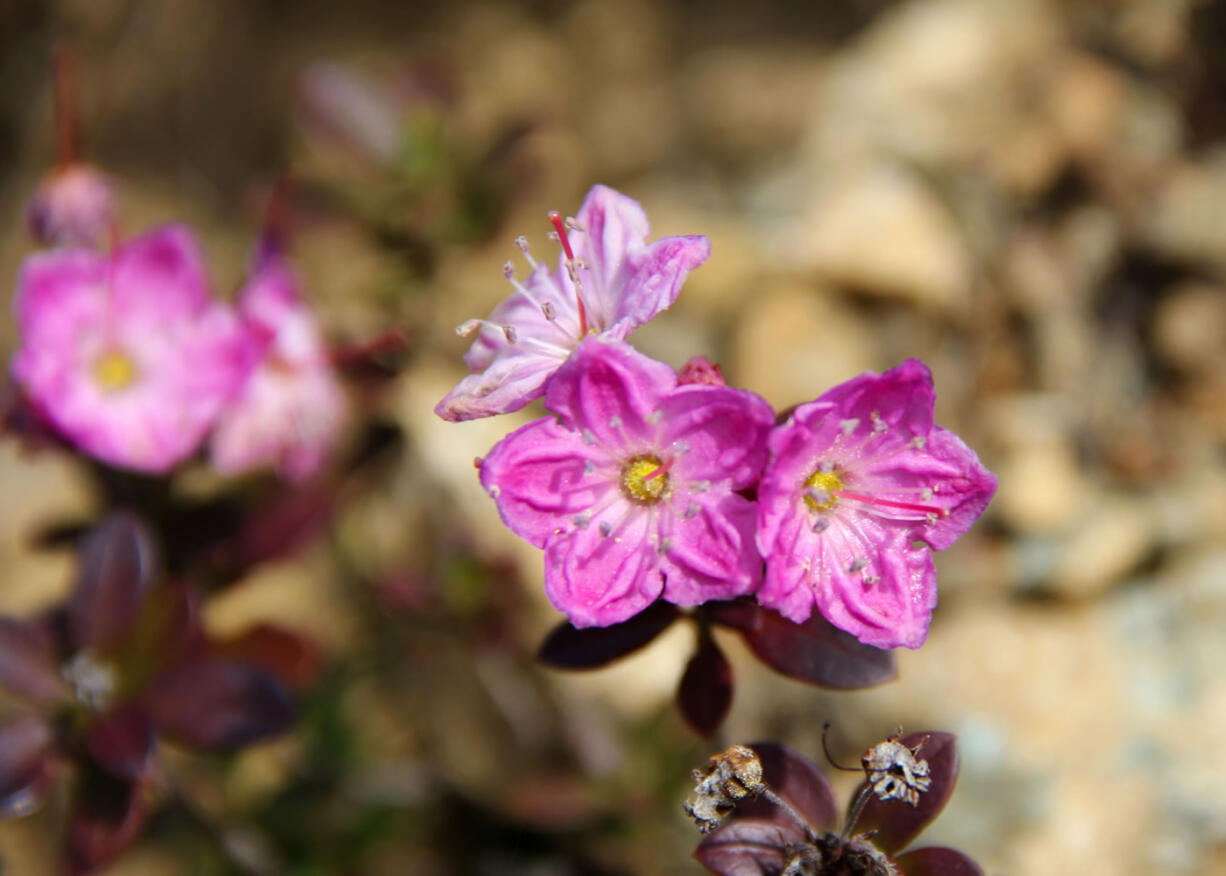 A Kalmiopsis leachiana, a rare wildflower only found in southwest Oregon's Siskiyou Mountain and Kalmiopsis Wilderness area.