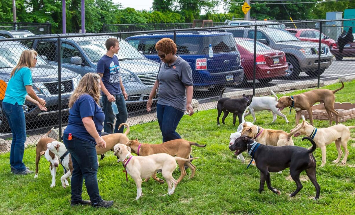 A group of dogs play for the first time together in a yard at a shelter June 23 in Philadelphia.