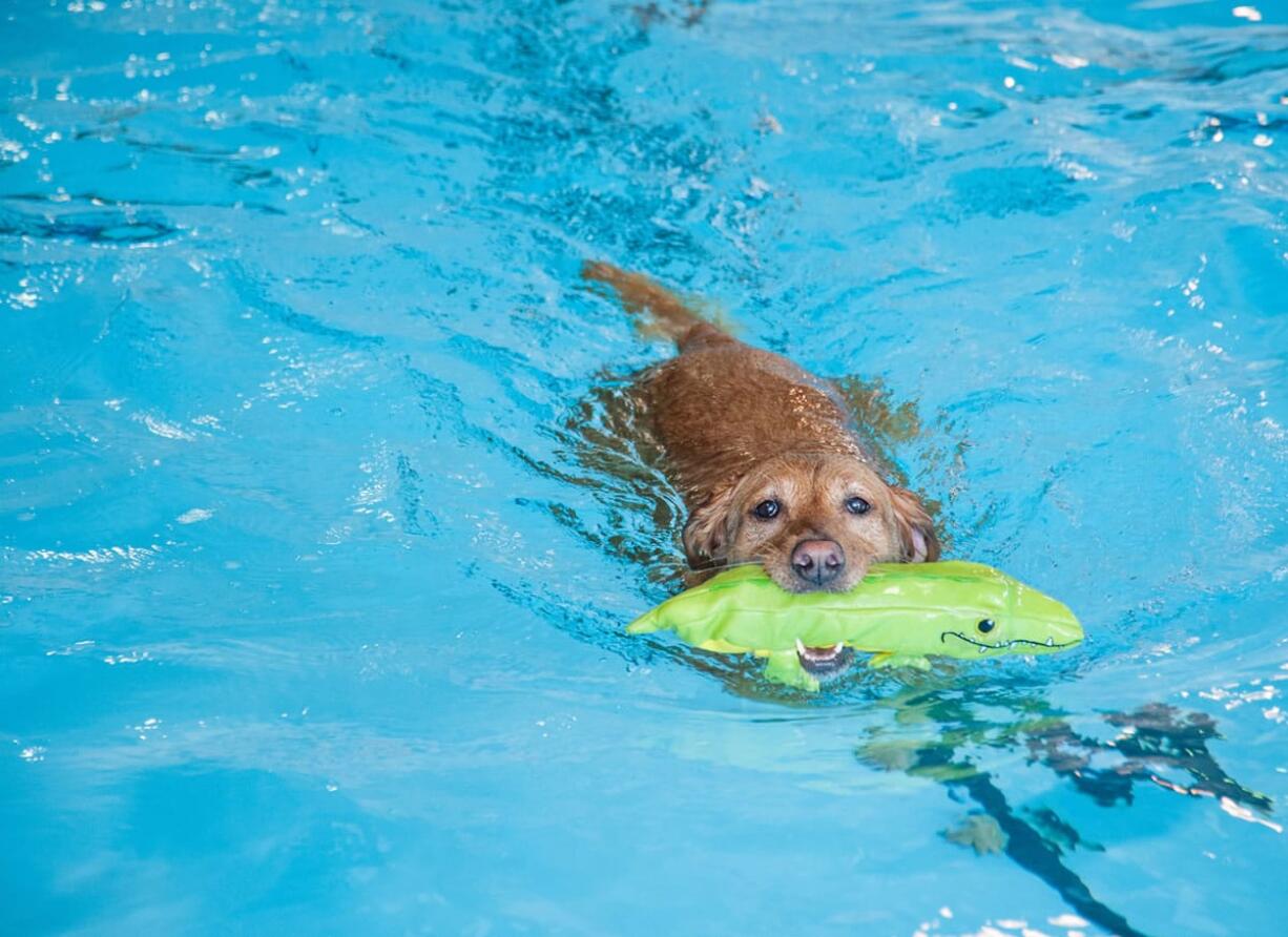 Doggy swimmers can dive in during the Pooch Plunge on Monday at the Marshall Community Center pool.