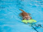 Doggy swimmers can dive in during the Pooch Plunge on Monday at the Marshall Community Center pool.