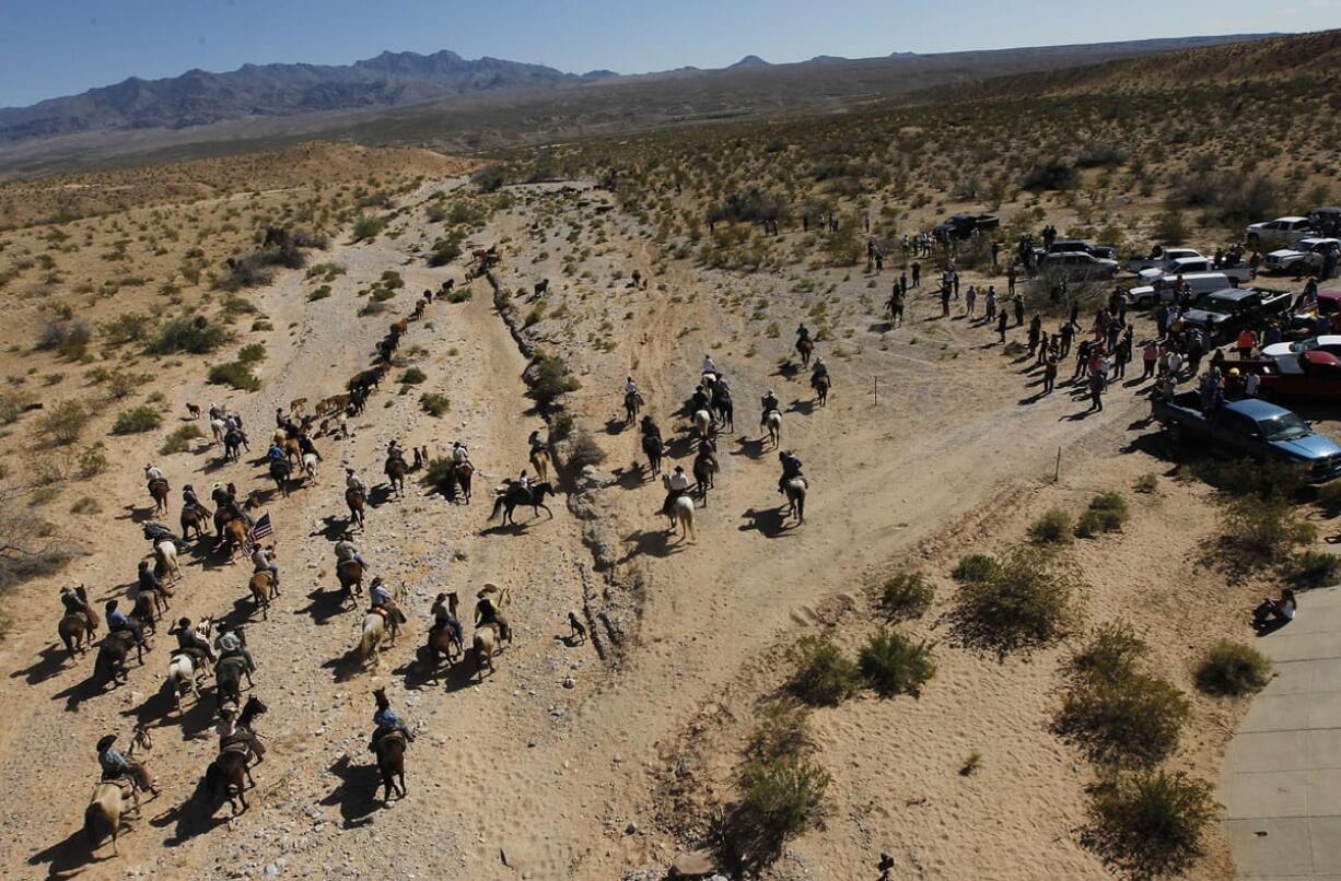 The Bundy family and their supporters drive their cattle back onto public land Saturday outside Bunkerville, Nev., after they were released by the Bureau of Land Management.