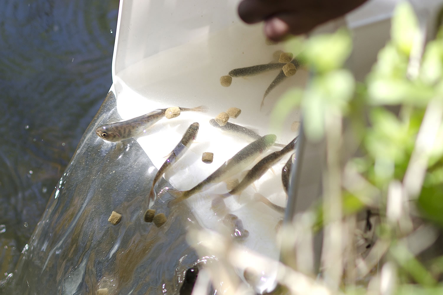 Volunteers with Clark Public Utilities release fish into Upper Salmon Creek.