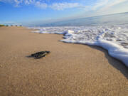 In this Aug. 13, 2015 photo made available by the University of Central Florida, a green turtle hatchling makes its way to the Atlantic Ocean at the Archie Carr Wildlife Refuge in Melbourne, Fla.  Florida's nesting season still has a month to go, but scientist have already counted a record 12,000 nests dug by endangered green turtles. Other turtles have also had a nesting comeback in Georgia, North Carolina and South Carolina.