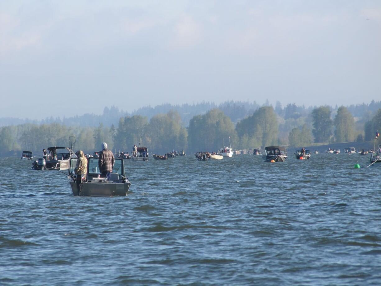 An estimated 11,000 to 12,000 anglers are expected to be on the lower Columbia River Saturday for the finale of the early spring chinook fishery.