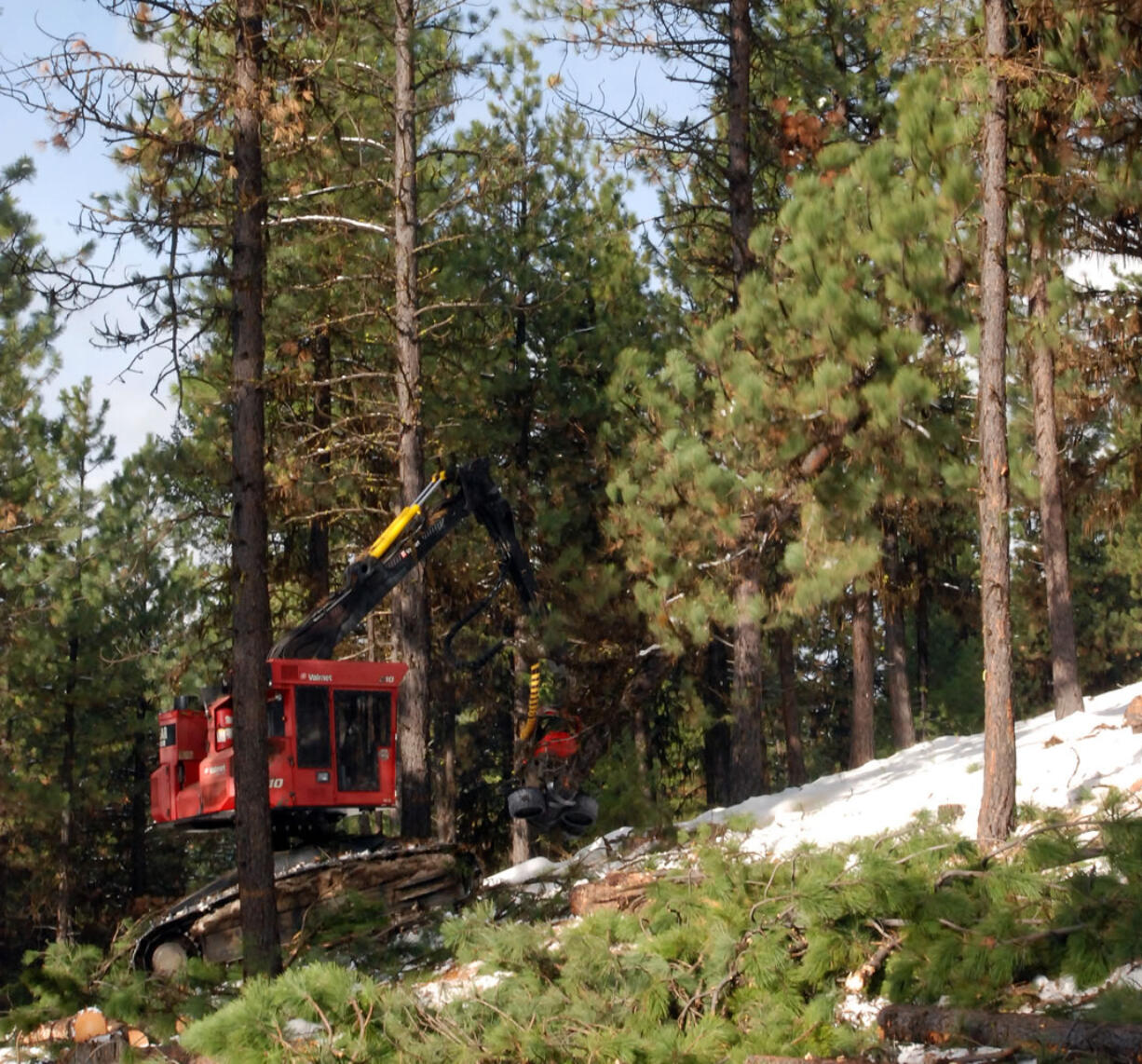 Processor operator Colton Clark works his way through a stand of timber on the Malheur National Forest outside John Day, Ore., in November -- cutting the trees, limbing them, and stacking the logs as he goes. A new level of trust and respect between environmentalists and timber interests has made possible a 10-year stewardship contract for Iron Triangle to do forest restoration projects in return for timber to harvest.