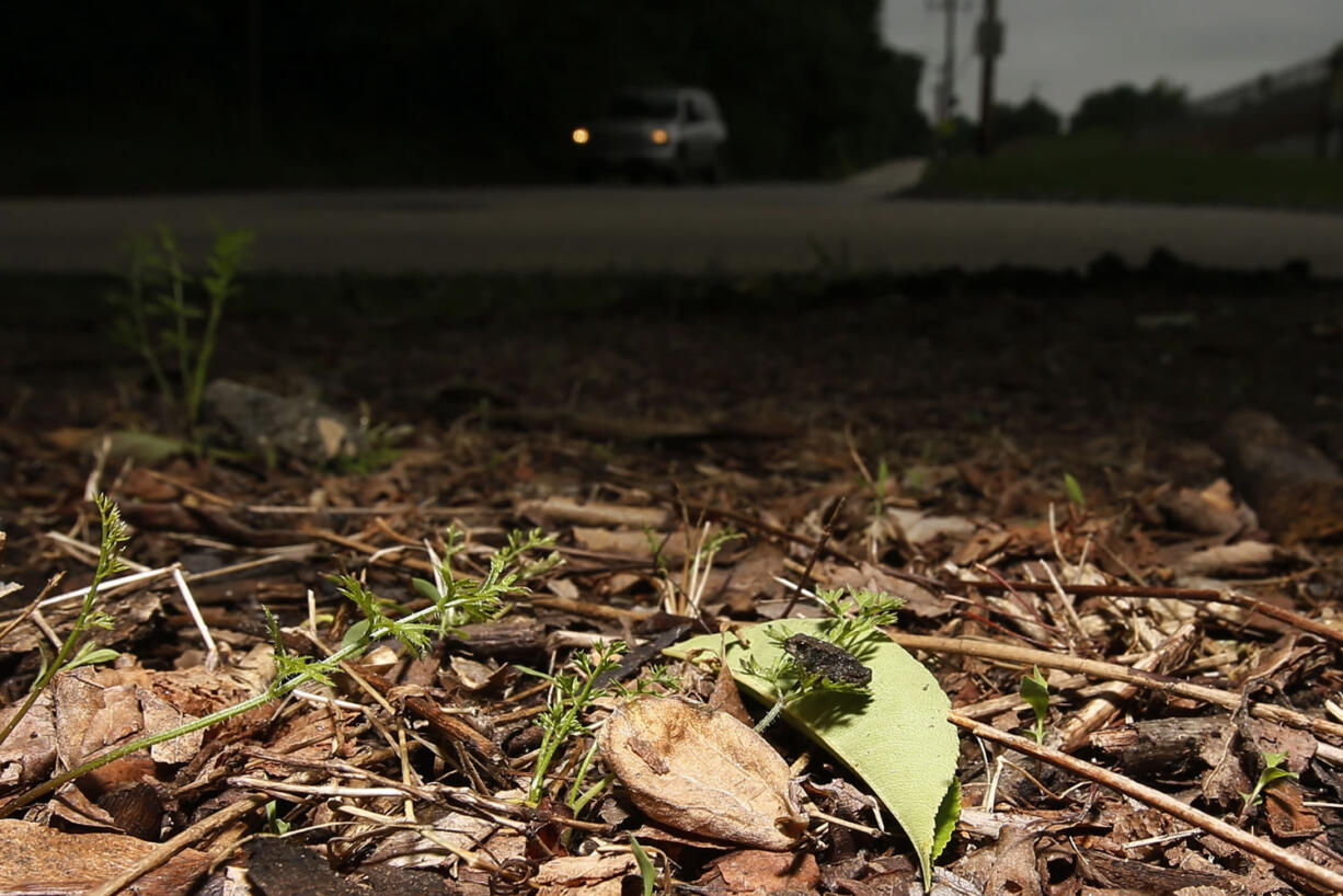 A baby toad sits along side a road Wednesday in the Roxborough neighborhood of Philadelphia.