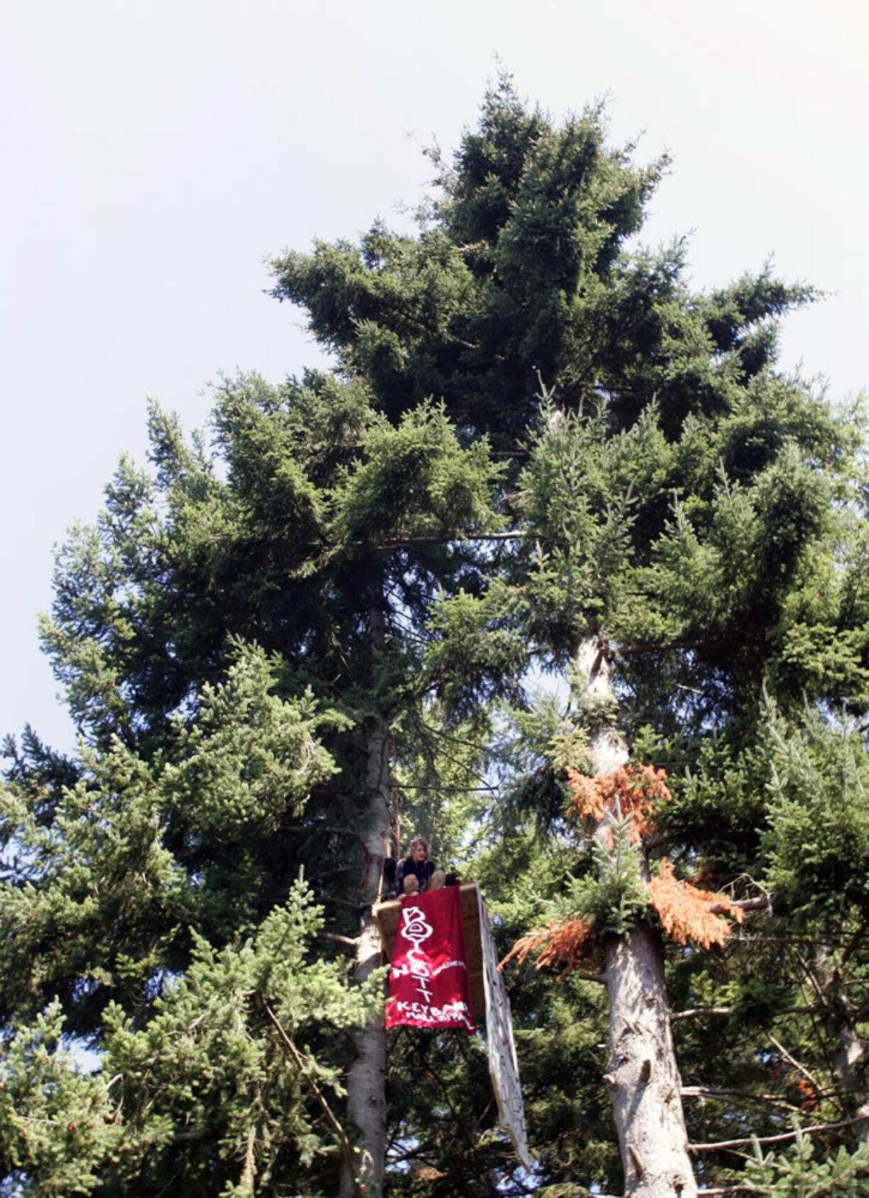 Protester Chiara D'Angelo fixes a banner hanging down from her platform in a tree off Highway 305 and High School Rd. in Bainbridge Island on Monday.