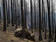 Doug Grumback, 52, a fourth generation Ferry County rancher, stands in a forest near the Canadian border where the northern portion of the Stickpin Fire overtook 12 head of his cattle during a wildfire near Frog Spring in the Colville National Forest near Danville, Wash.