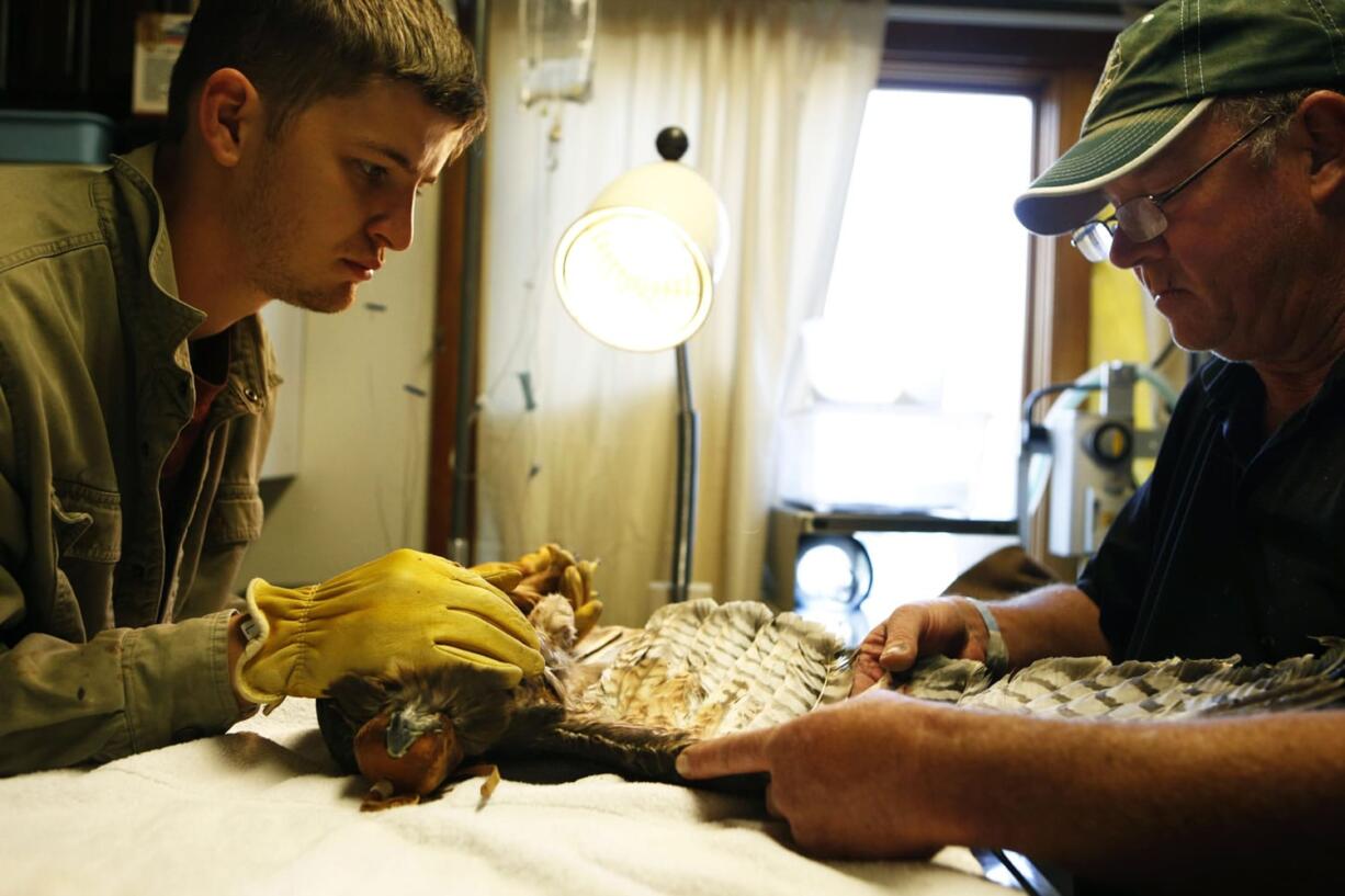 Jeff Cooney, right, prepares to bandage the wing of a red-tailed hawk with the help of volunteer Chris Wright at High Desert Wildlife Rehabilitation and Rescue in Bend, Ore.