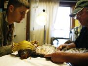 Jeff Cooney, right, prepares to bandage the wing of a red-tailed hawk with the help of volunteer Chris Wright at High Desert Wildlife Rehabilitation and Rescue in Bend, Ore.