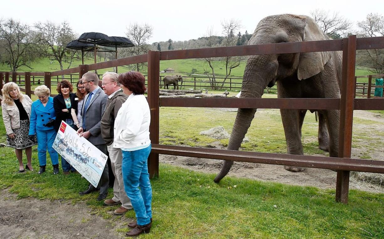 African elephant George comes in for a closer look day during a check presentation at Wildlife Safari in Winston, Ore. The new watering hole project for elephants was undertaken by Roseburg-based Victory Builders. The design is by Victory's Tom Pappas, who has built thematic elements at Disneyland and constructed the faux log entryway to the Douglas County Fairgrounds.