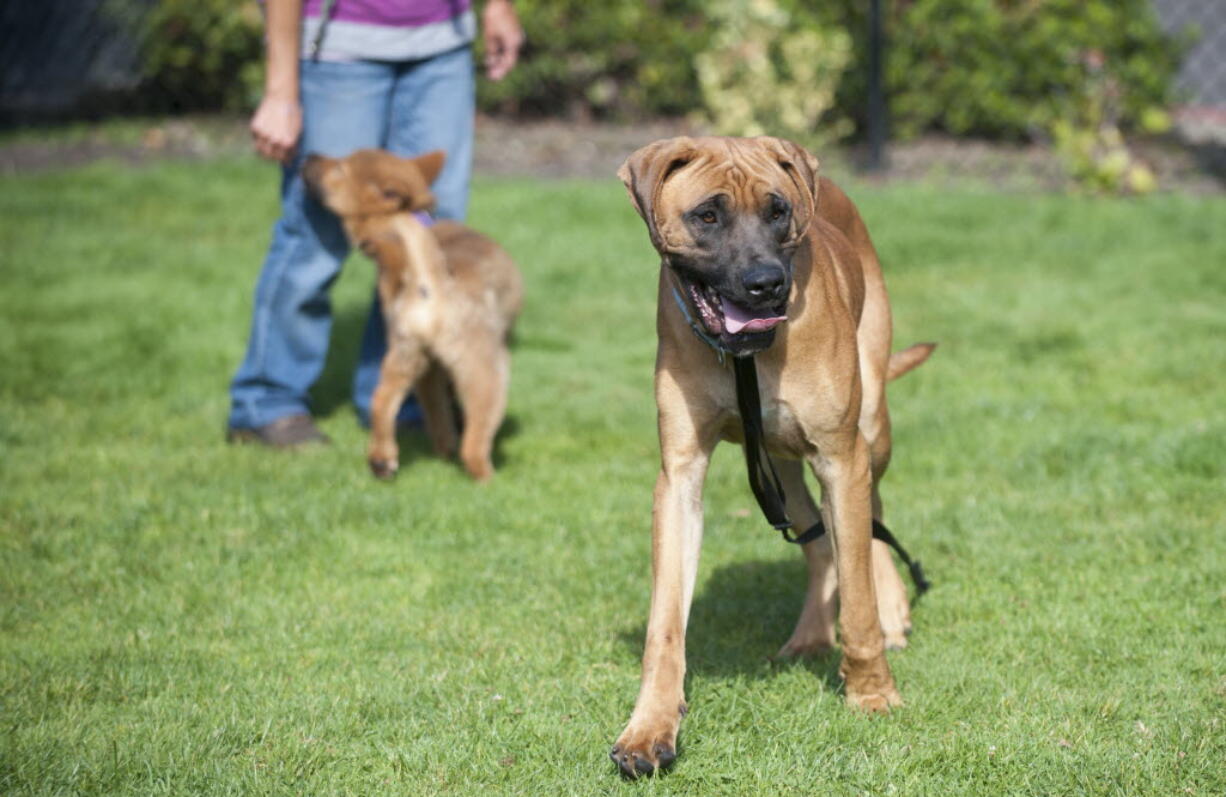 Snout, a Toso Japanese mastiff plays in the grass with a ball for one of the first times in his life at the Humane Society for Southwest Washington in Vancouver on Monday. The Humane Society, in partnership with Humane Society International, welcomed 58 dogs recently rescued from a South Korean meat farm as part of efforts to fight the dog meat trade throughout Asia.