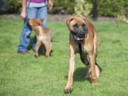 Snout, a Toso Japanese mastiff plays in the grass with a ball for one of the first times in his life at the Humane Society for Southwest Washington in Vancouver on Monday. The Humane Society, in partnership with Humane Society International, welcomed 58 dogs recently rescued from a South Korean meat farm as part of efforts to fight the dog meat trade throughout Asia.