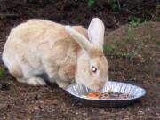 As a breed of rabbit prized for its meat, Harvey defied the odds, living its full natural life as a vagabond in Vancouver's Northwest neighborhood.