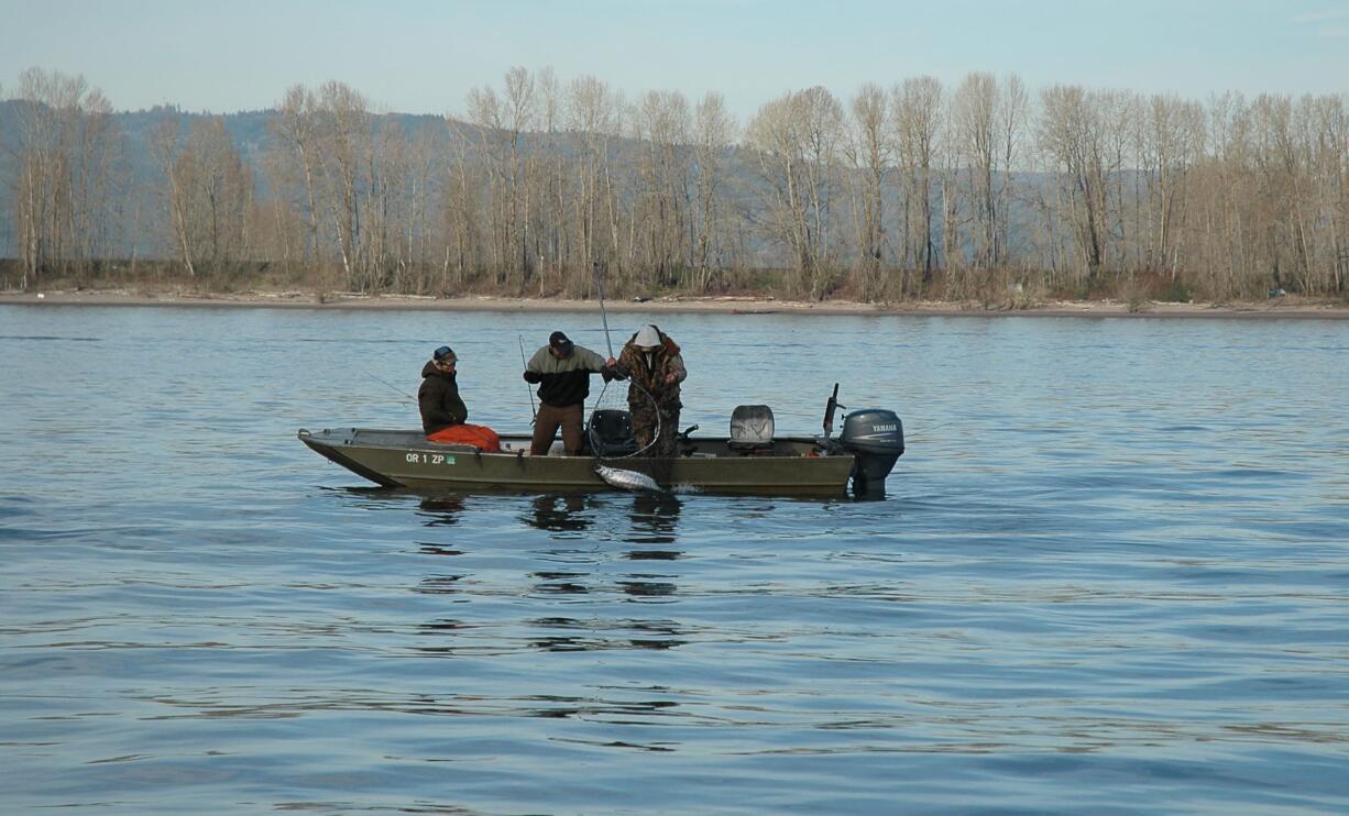 Anglers in the lower Columbia River this spring have kept almost 12,000 chinook and released almost 3,000.