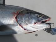 Coho catches in the Buoy 10 fishery at the mouth of the Columbia River were below expectations in August and September.