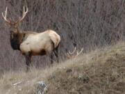 Researchers used a helicopter to capture 150 elk in five game units around Mount St.