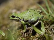 A Pacific tree frog is one of many creatures that will be identified during the 14th annual Critter Count on Saturday.