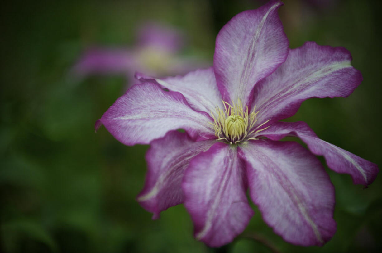 A &quot;Betty Risdon&quot; variety of a clemastis was on sale at a previous Mother's Day plant sale at the 78th Street Heritage Farm, organized by the Master Gardener Foundation of Clark County.