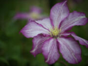 A &quot;Betty Risdon&quot; variety of a clemastis was on sale at a previous Mother's Day plant sale at the 78th Street Heritage Farm, organized by the Master Gardener Foundation of Clark County.