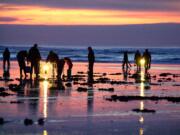 Razor clam digging in the fall and winter is on afternoon and evening low tides.