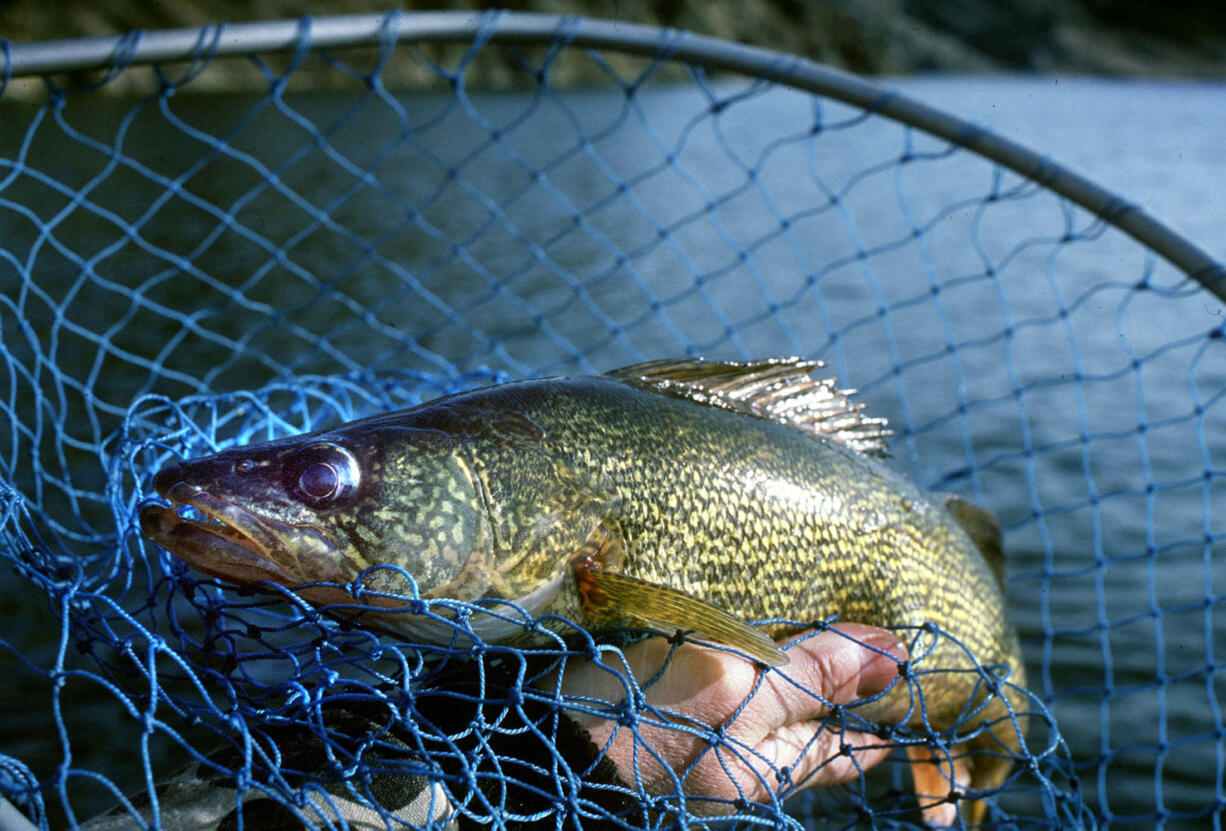 Thirty-five walleye were caught by pikeminnow fishermen in the sport-reward program last week.