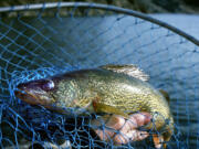 Thirty-five walleye were caught by pikeminnow fishermen in the sport-reward program last week.