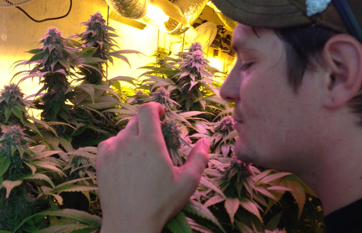 CannaMan Farms head grower Shane Wahl smells some of the cannabis plants he's cultivating.